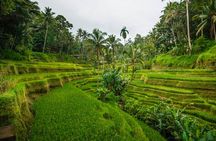 Ubud Highlights Private Tour All Inclusive with Jungle Swing