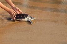 Galle Private Day Tours with Sea Turtles visit & Boat Safari