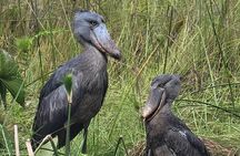 Daily Shoebill Tours