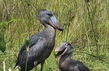 Daily Shoebill Tours