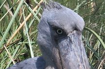 Daily Shoebill Tours