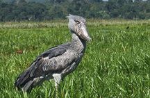 Daily Shoebill Tours