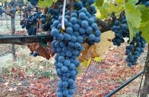 Napa Valley Wine Tour with Premium Transportation