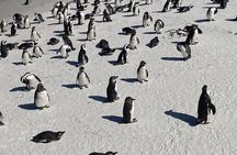 Full-Day Cape of Good Hope, Chapman's Peak Drive with Penguins