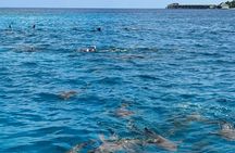 Maldives: Snorkeling with Nurse Sharks, Coral Reef, Sandbank Tour