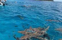 Maldives: Snorkeling with Nurse Sharks, Coral Reef, Sandbank Tour