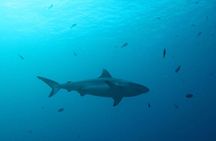 Maldives: Snorkeling with Nurse Sharks, Coral Reef, Sandbank Tour