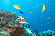 Maldives: 3 Coral Reef Marine Life Snorkeling Adventure Tour