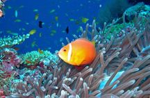 Maldives: 3 Coral Reef Marine Life Snorkeling Adventure Tour