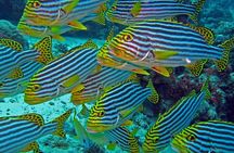 Maldives: 3 Coral Reef Marine Life Snorkeling Adventure Tour