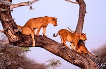 Serengeti Great Migration 5 Days Mara River crossing