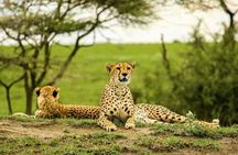 Serengeti Great Migration 5 Days Mara River crossing