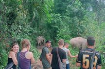 Half Day Afternoon Elephant Observation Tour in Chiang Mai