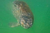 2-Hour Clear Kayak Mangrove Tunnel Eco Tour - Sarasota
