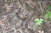 Night Hike in the Gandoca-Manzanillo National Wildlife Refuge