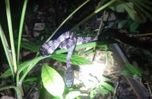 Night Hike in the Gandoca-Manzanillo National Wildlife Refuge