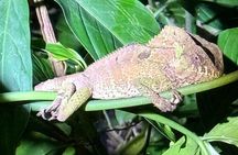 Night Hike in the Gandoca-Manzanillo National Wildlife Refuge