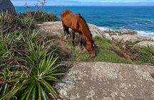 Secret Island Adventure: Gravata Trail, Floripa