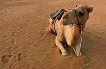 Magic desert safari by land cruise in the Empty Quarter