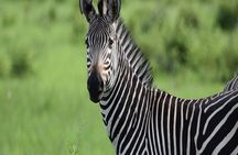 1 Day Epic Trip to Mikumi National Park by Sgr Train