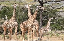 1 Day Epic Trip to Mikumi National Park by Sgr Train