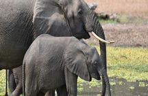 1 Day Epic Trip to Mikumi National Park by Sgr Train