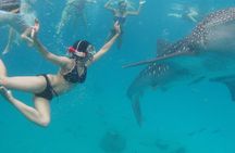 Oslob Whale Shark Swimming, Tumalog Falls and Sardines Snorkeling