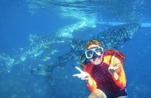 Oslob Whale Shark Swimming, Tumalog Falls and Sardines Snorkeling