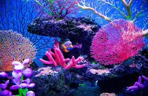 Catalina Island Even more unspoilt than Saona