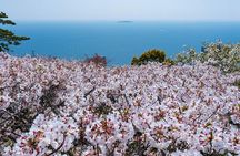Bullet Train Experience and Atami Museum of Art Private Tour