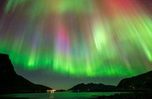 Tromsø: Northern Lights Chase, Local Guide, Foods & Pictures