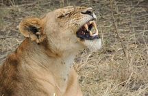 4 Day Big Five Safari to Lake Manyara and Ngorongoro Crater