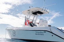 Marine Wildlife Snorkel Tour Sharks Shipwreck