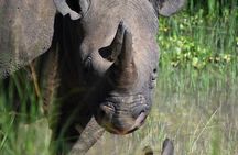 3 Day luxury Murchison Falls and Ziwa Rhino Safari 