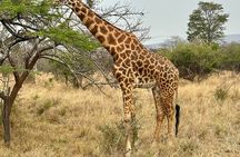 3 Day luxury Murchison Falls and Ziwa Rhino Safari 