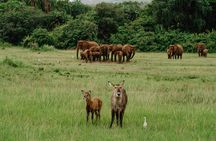 3 Day luxury Murchison Falls and Ziwa Rhino Safari 