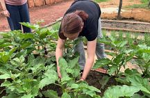 Phnom Penh Silk Island Cooking Class & Culinary Vespa Adventure 