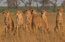 Amboseli, Maasai Mara & Lake Nakuru 6-Day Safari Kenya