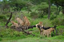 4 Day Big Five Safari to Lake Manyara and Ngorongoro Crater
