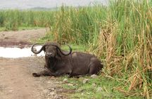 4 Day Big Five Safari to Lake Manyara and Ngorongoro Crater