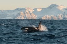 Tromso: Responsible Whale Watching Cruise (MS Alba)