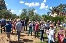 Visit to Family Ecological Olive Tree and Olive Oil Tasting