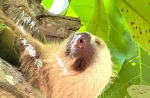 Cahuita National Park Guided Hike by Native Naturalistic Guide