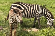 3 Days Serengeti & Ngorongoro Group Camping - Big Five Safari