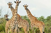 3 Days Serengeti & Ngorongoro Group Camping - Big Five Safari