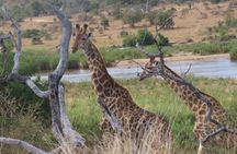 Full Day Kruger Safari Open Vehicle 