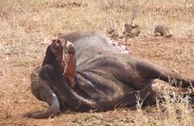 Full Day Kruger Safari Open Vehicle 
