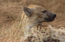 Full Day Kruger Safari Open Vehicle 
