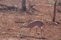 Full Day Kruger Safari Open Vehicle