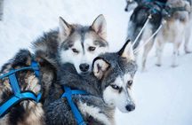 Local Husky Experience with Sled Ride and Photographer